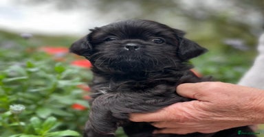 Mixed Breed dogs - Advert 2