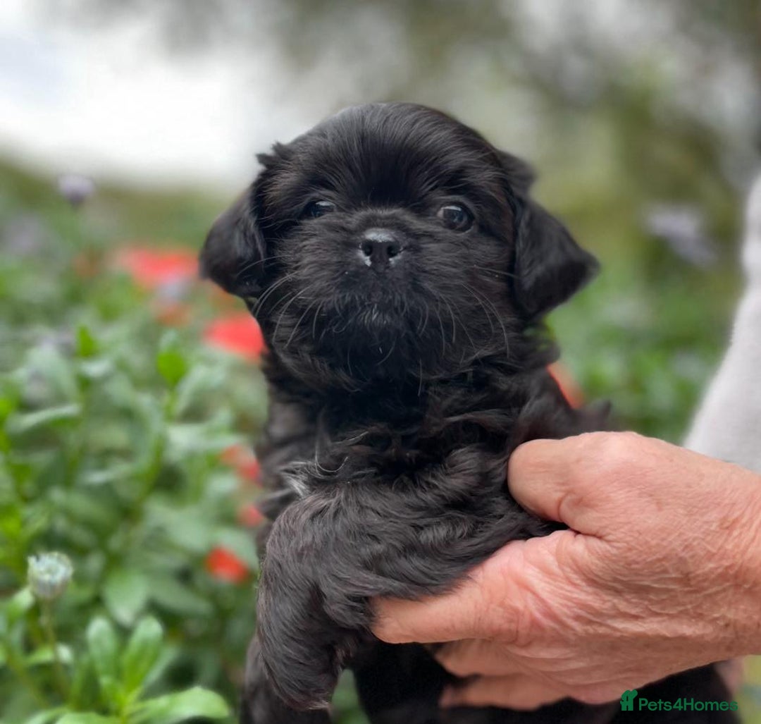 Mixed Breed dogs for sale: Beautiful Chi shi's puppies - Image 2