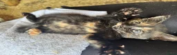 British Shorthair cats for sale: 5 kitten looking for a good home  - Advert 15