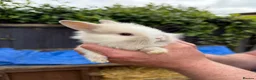 Lionhead rabbits for sale: 9x gorgeous fluffy lionhead bunnies  - Advert 5