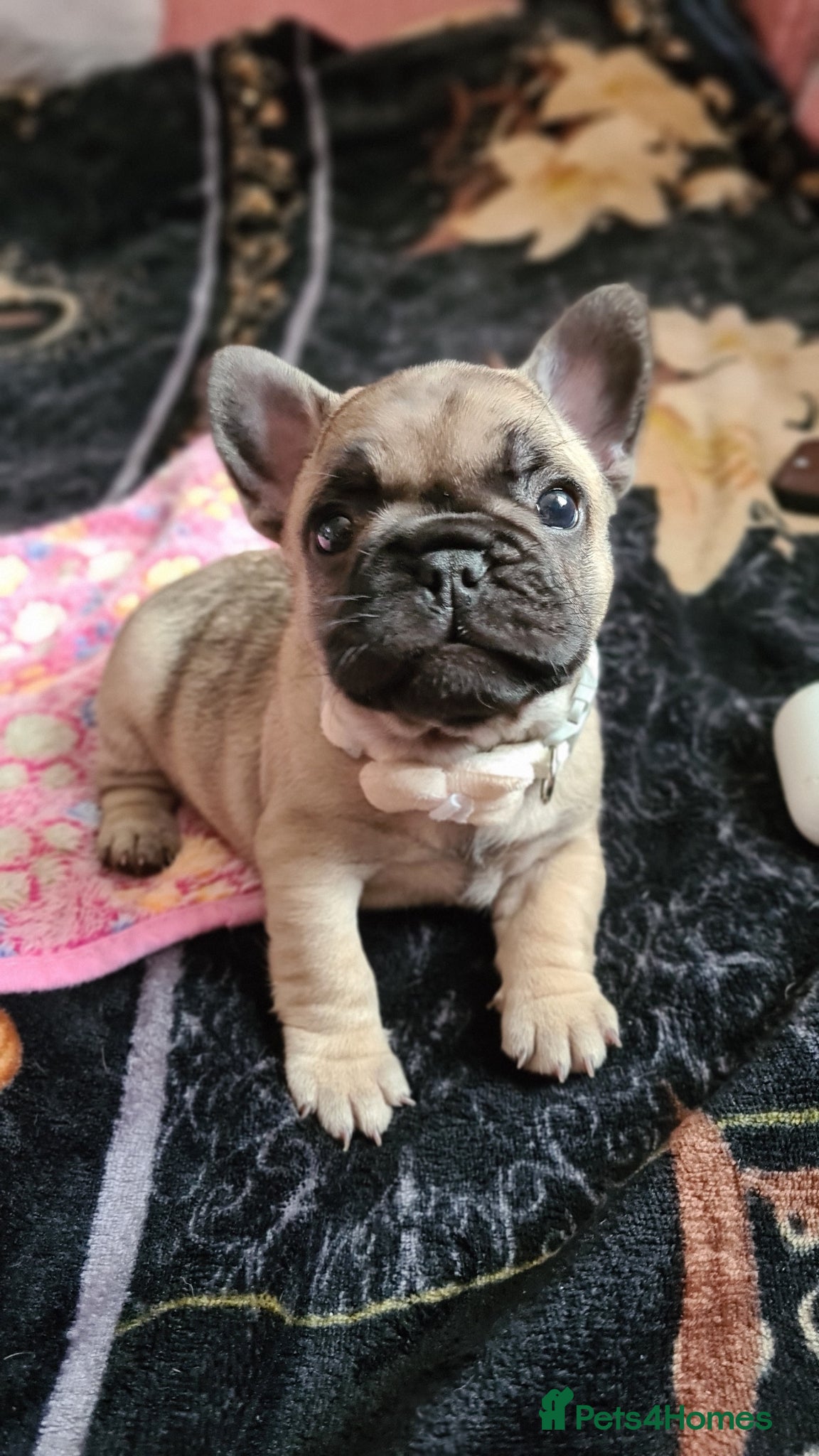 French Bulldog dogs for sale: French bulldog - Advert 13