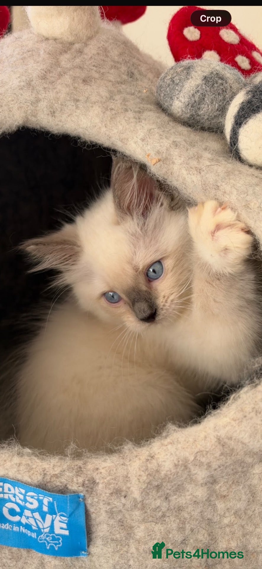 Ragdoll cats Stunning ragdoll kittens ready to go home now  - Advert 5