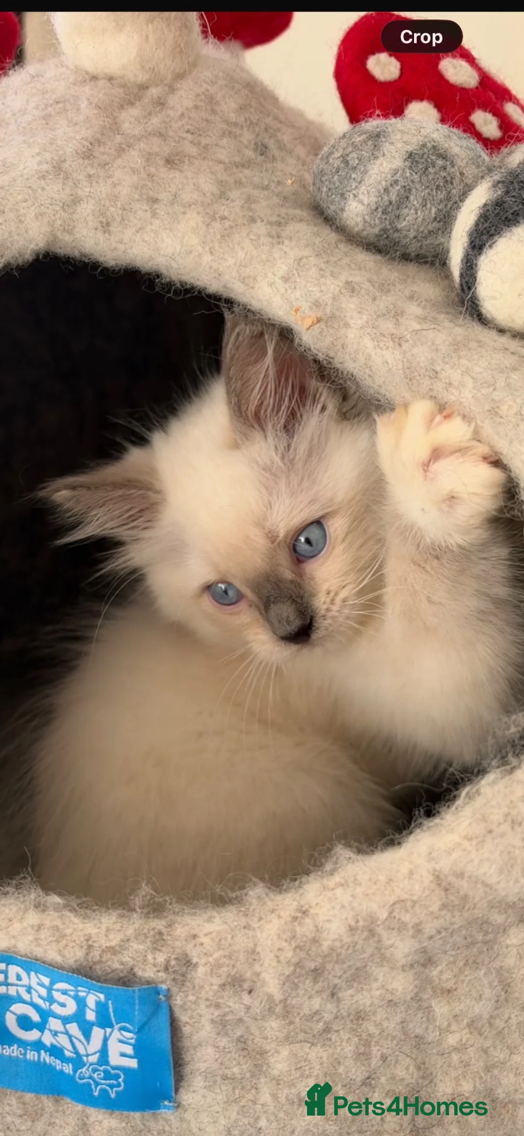 Ragdoll cats for sale: Stunning ragdoll kittens ready to go home now  - Advert 1