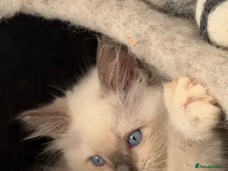 Ragdoll cats Stunning ragdoll kittens ready to go home now - Advert 5