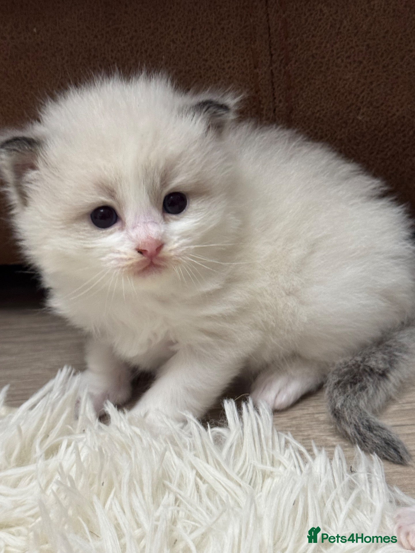 Ragdoll cats GCCF registered Ragdoll kittens - Advert 1