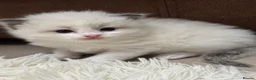 Ragdoll cats for sale: GCCF registered Ragdoll kittens - Advert 1