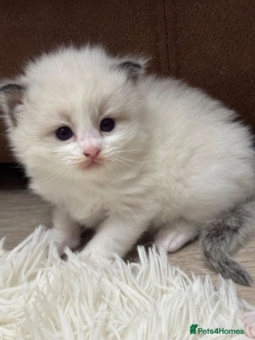 Ragdoll cats for sale: GCCF registered Ragdoll kittens - Advert 1