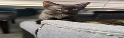 Mixed Breed cats for sale: Two Beautiful Kittens Looking for Loving Homes - Advert 11