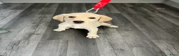 Labrador Retriever dogs for sale: Labrador puppies - Advert 2