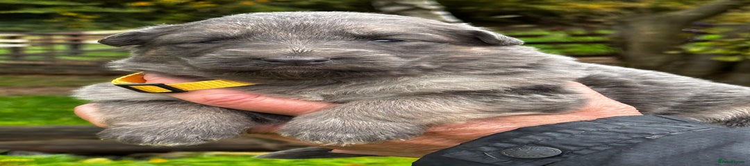 German Shepherd Puppy 7