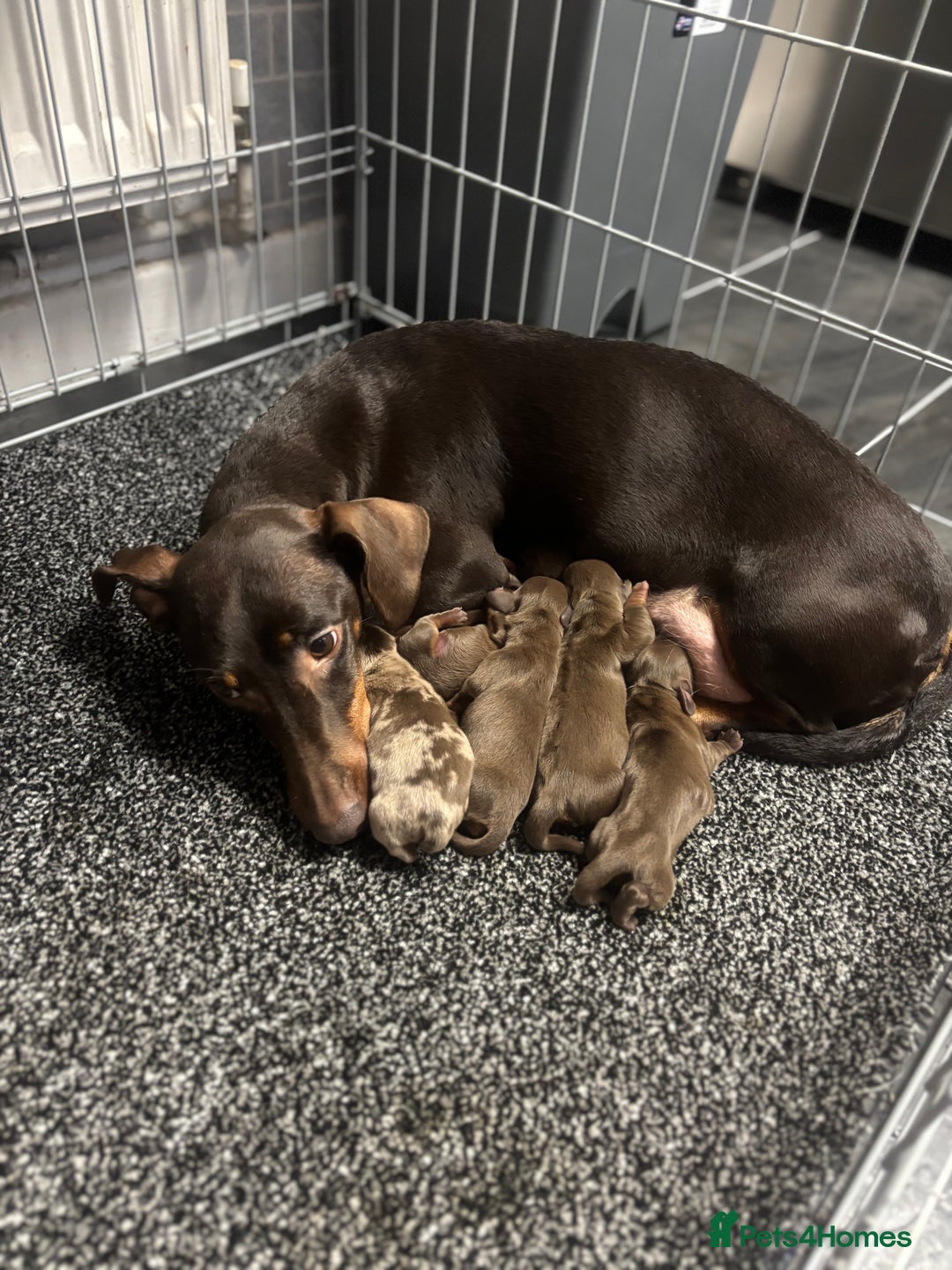 Dachshund dogs for sale: Tweener Dachshund Puppies - Advert 7