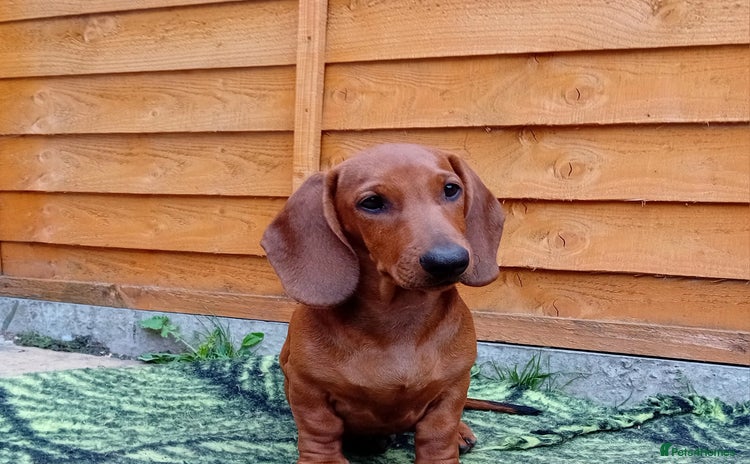 Dachshund dogs - Advert 3