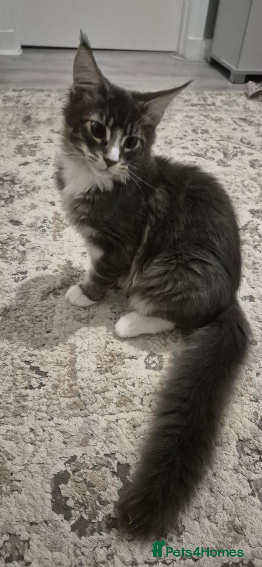 Maine Coon cats Maine Coon kittens AVAILABLE (Large) ready now - Advert 2