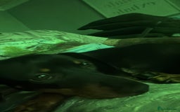 Miniature Dachshund dogs for sale: 2 miniature daschunds for sale  - Image 6