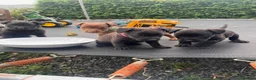 Patterdale Terrier dogs for sale: Full Patterdale  - Advert 15