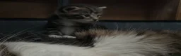Mixed Breed cats for sale: Beautiful & Bonnie Boys & Mumma - Advert 18