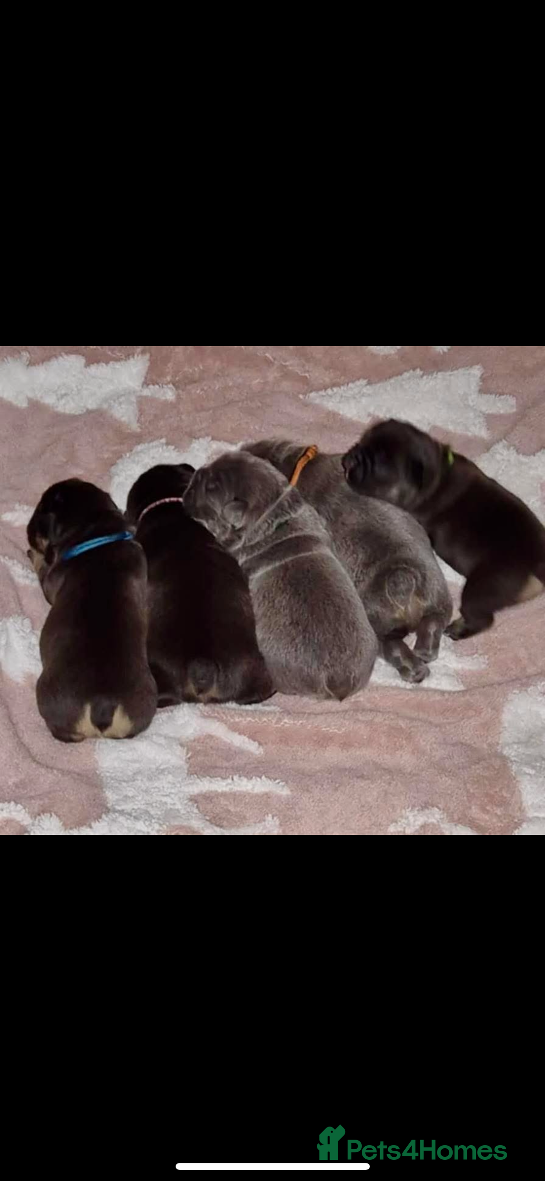 French Bulldog dogs for sale: Visual fluffy frenchies  - Image 1