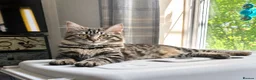 Ragdoll cats for sale: Stunning Black Tabby Cherubim Ragdoll - Advert 1