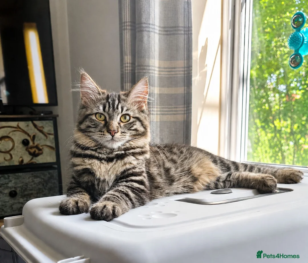 Ragdoll cats for sale: Stunning Black Tabby Cherubim Ragdoll - Advert 1