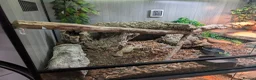 Monitor reptiles for sale: Ackie Monitor - Advert 9
