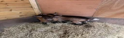 Goats livestock for sale: Purebred Pygmy goat kids  - Advert 2