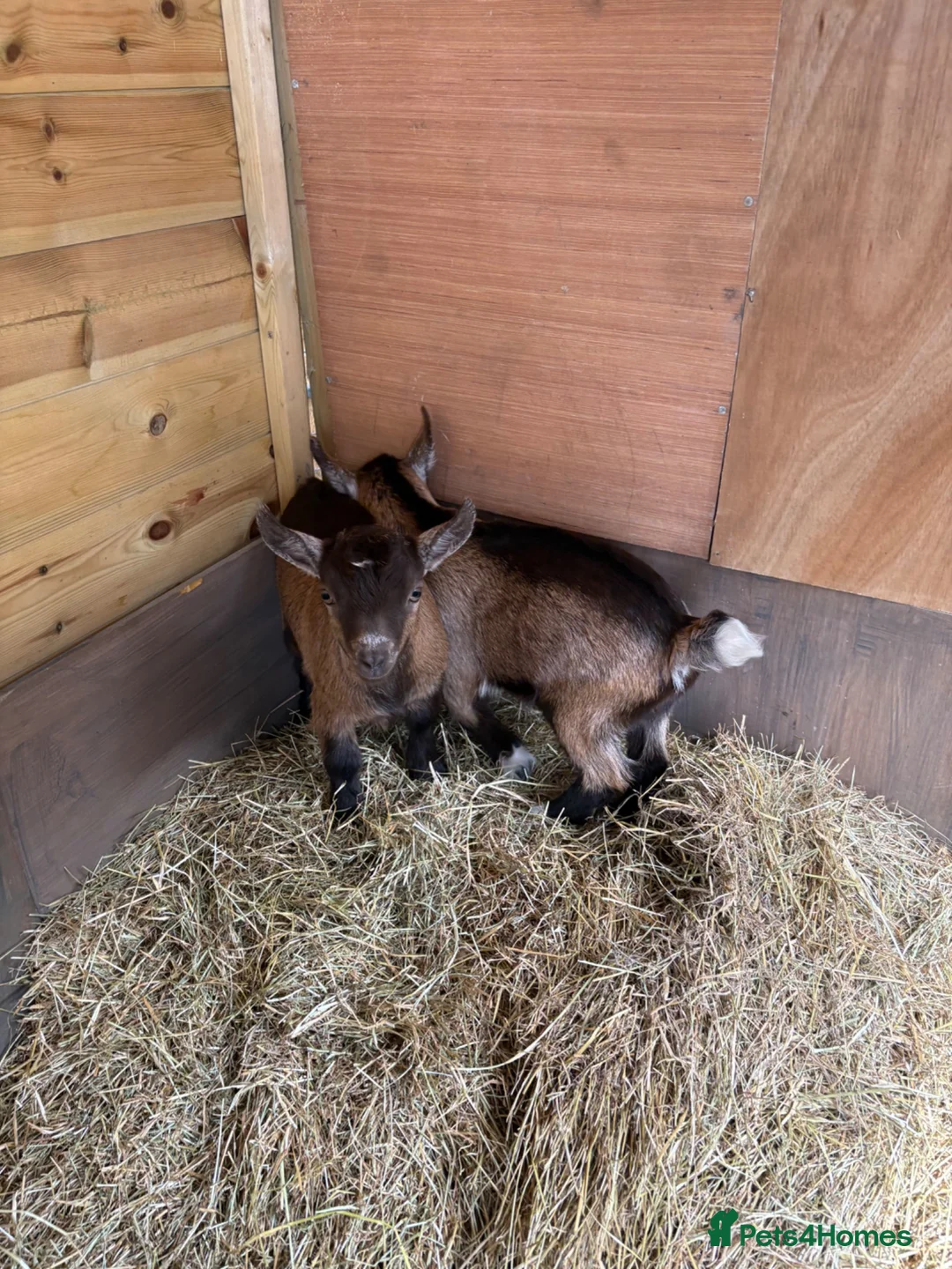 Goats livestock for sale: Purebred Pygmy goat kids  - Advert 2