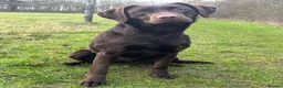 Labrador Retriever dogs for sale: Fully health tested chocolate bitch - Advert 3
