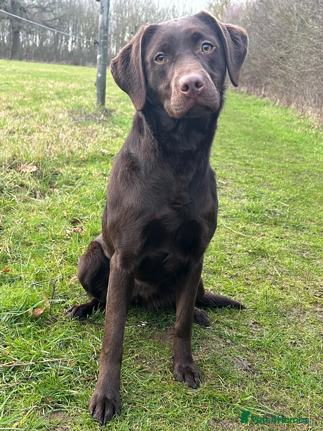 Labrador Retriever dogs for sale: Fully health tested chocolate bitch - Advert 3