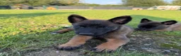Belgian Shepherd Dog dogs for sale: Belgian shepards manolis  - Advert 13