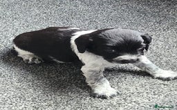 English Springer Spaniel dogs for sale: 2 springer spaniel puppies for sale  in Preston - Image 25