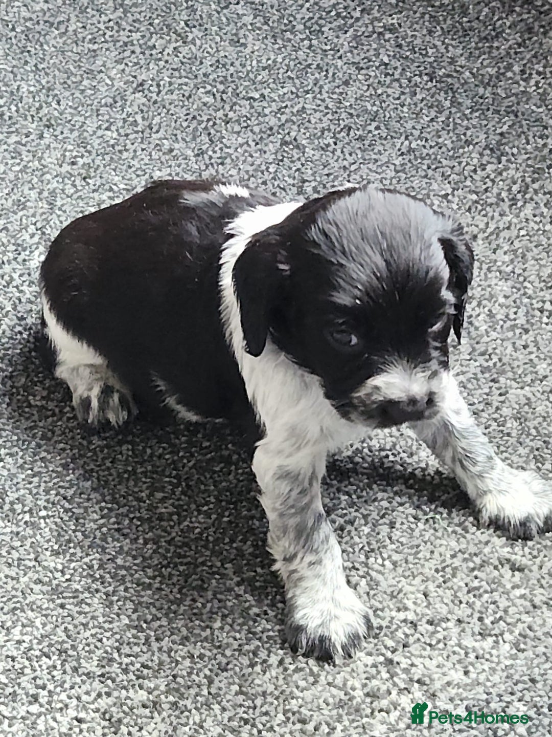 English Springer Spaniel dogs for sale: 2 springer spaniel puppies for sale  in Preston - Image 25