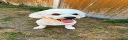 Bichon Frise dogs for stud: STUD KC Registered Bichon Frise Stud - Advert 5