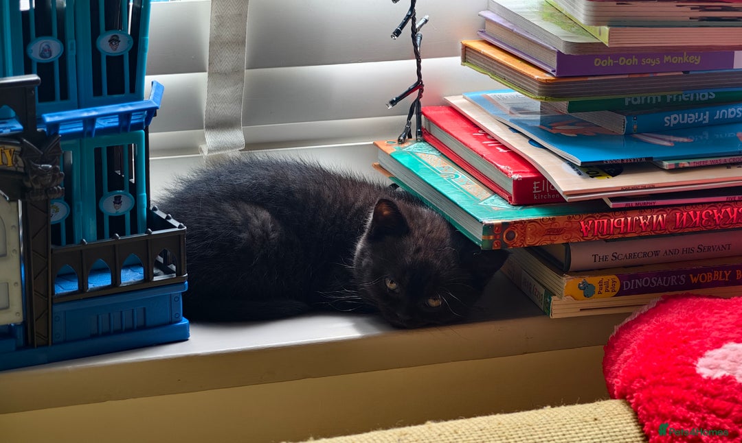 Scottish Fold cats for sale: 4 lovely kittens looking for new family  - Image 26