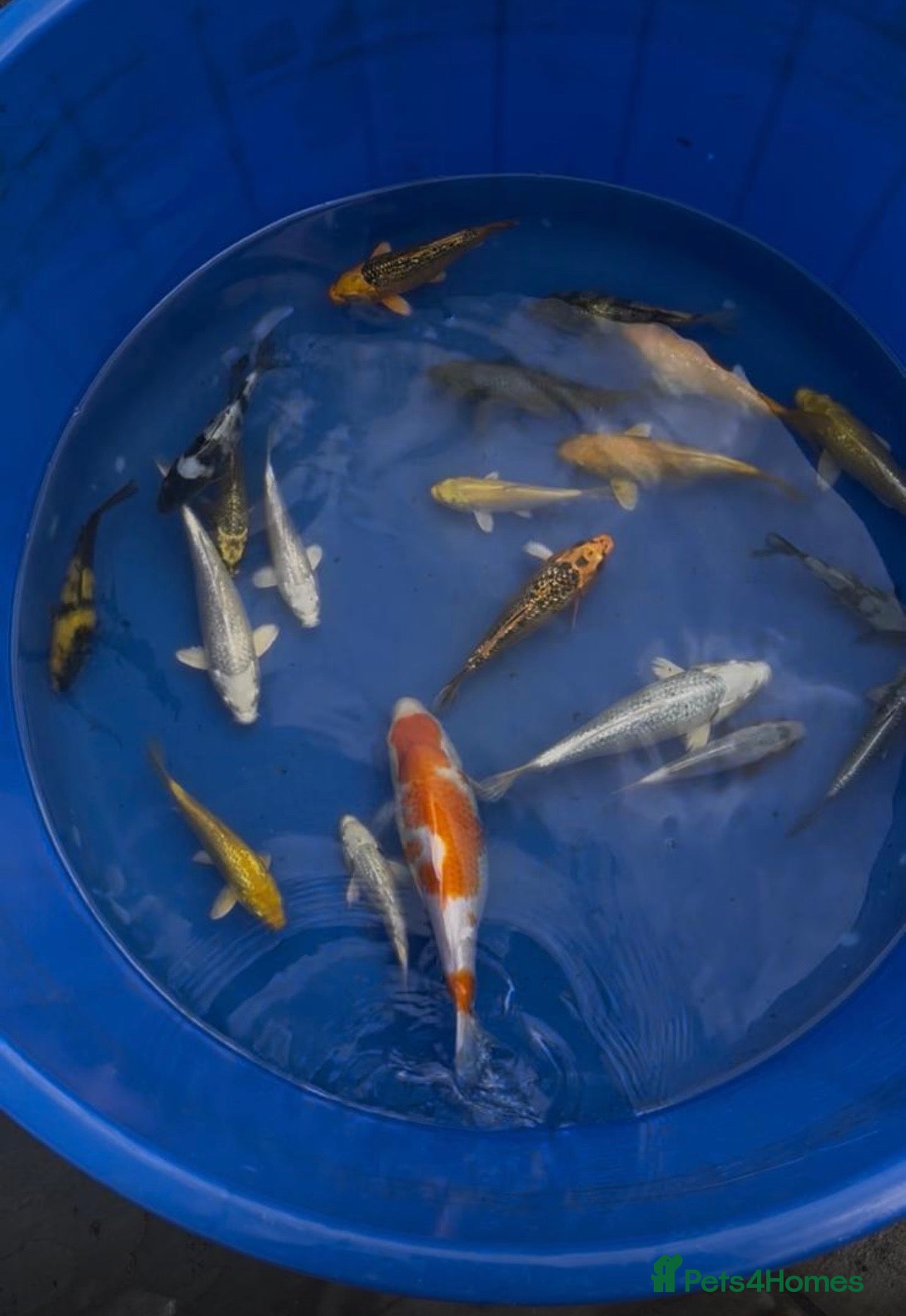 Koi Carp fish Japanese koi mixed varieties  - Advert 10