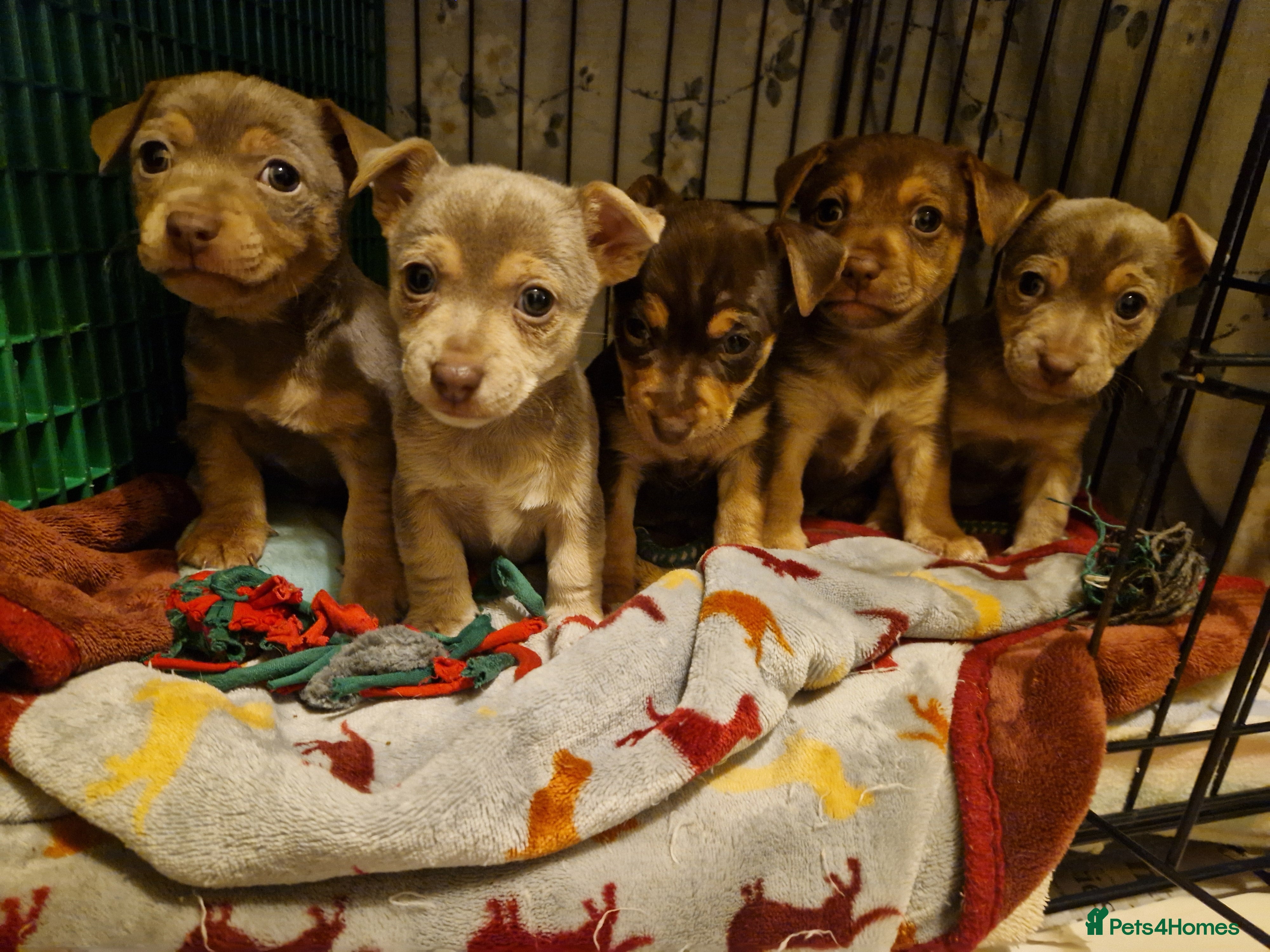 Jack Russell dogs For Sale Adorable Jack Russell Puppies  - Advert 2