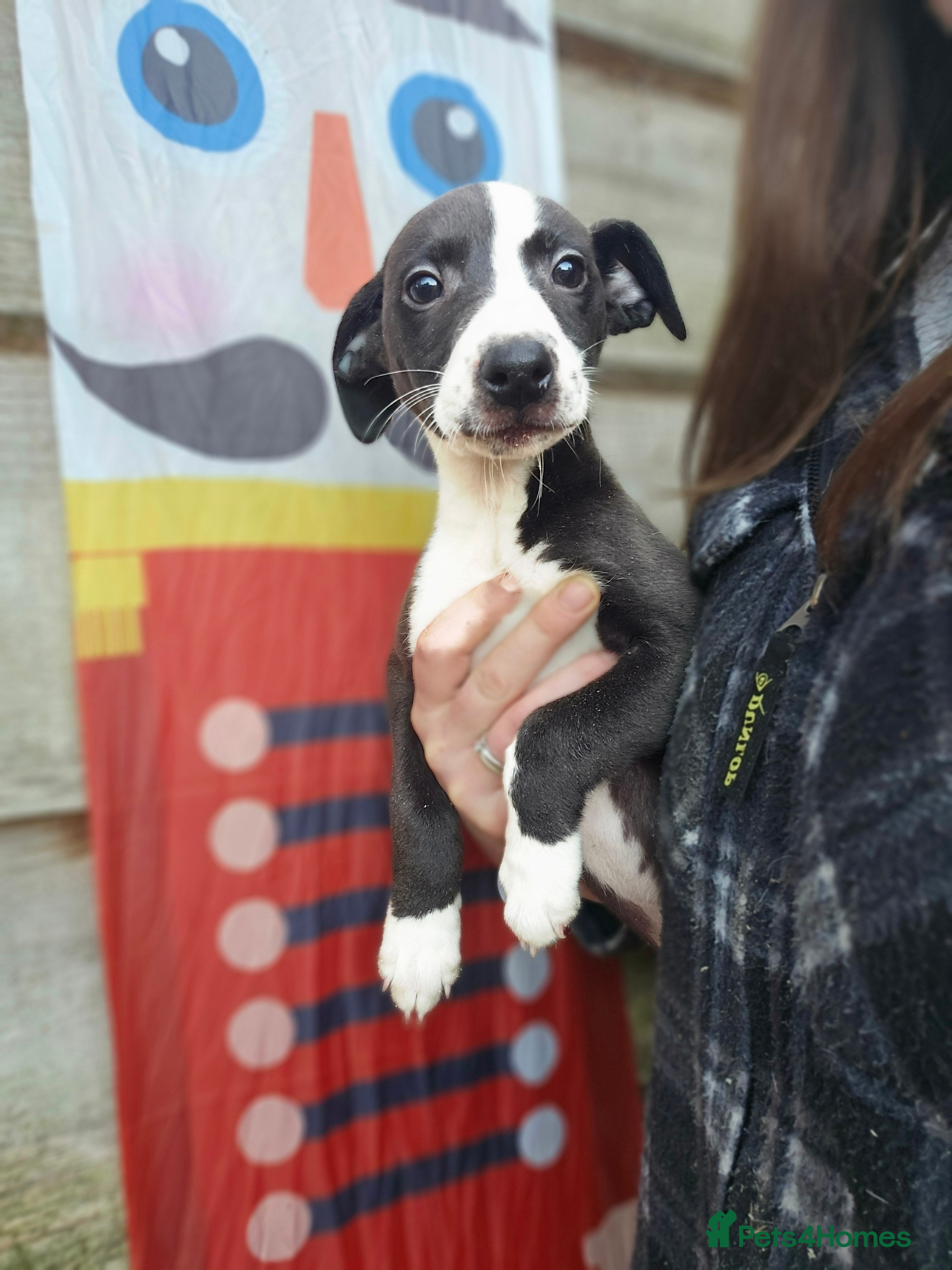 Whippet dogs Whippet litter.  One male left (badger) - Advert 9