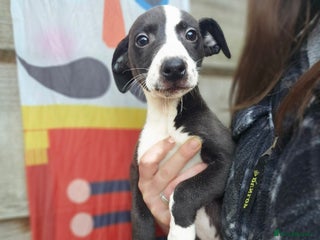 Whippet dogs Whippet litter. One male left (badger) - Advert 9