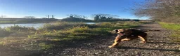 Mixed Breed dogs for stud: Proven Sprocker Spaniel For Stud - Advert 4
