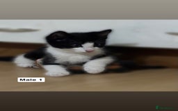 Mixed Breed cats for sale: Purrfect Little kittens Looking for Loving Homes - Image 2