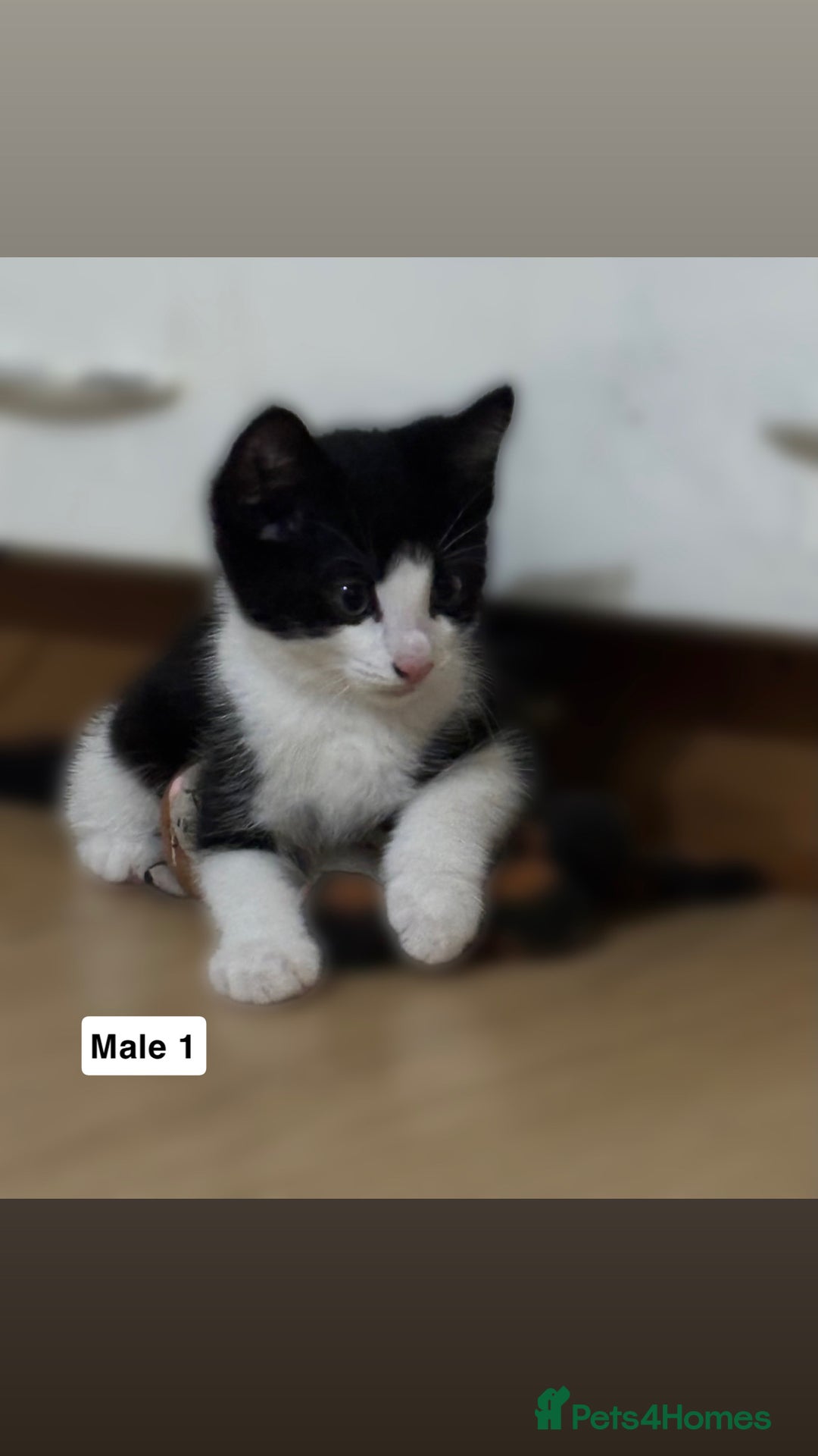 Mixed Breed cats for sale: Purrfect Little kittens Looking for Loving Homes - Image 2