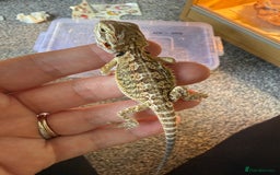 Bearded Dragon reptiles for sale: Baby bearded dragons 14 available - Image 3
