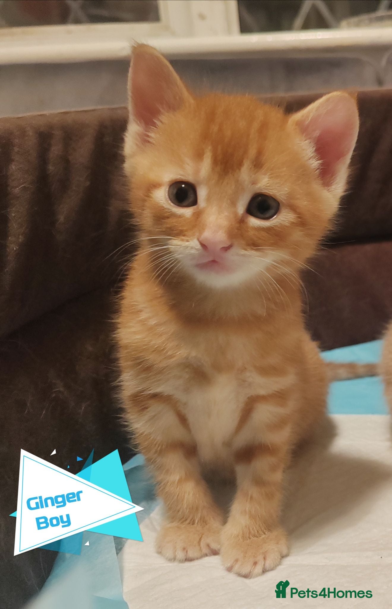 Mixed Breed cats Adorable kittens are looking for lovely home  - Advert 2