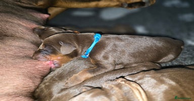 Dobermann dogs - Advert 16