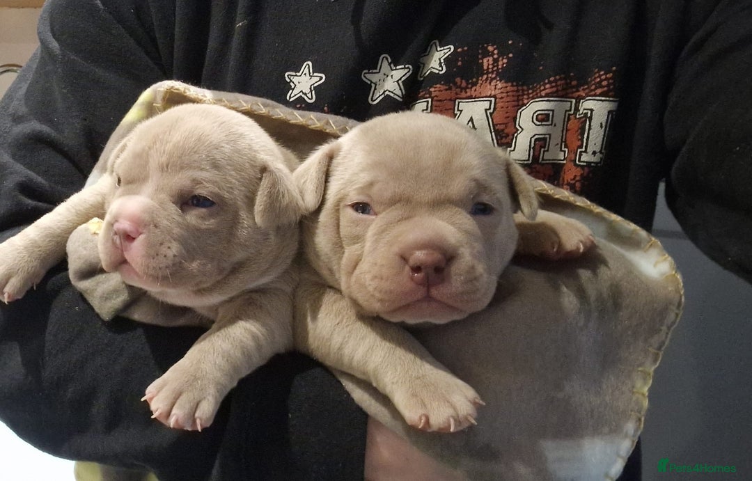 American Bully dogs for stud:  PROVEN💯Pocket/Micro American Bully🦍KUJO - Stud - Image 10
