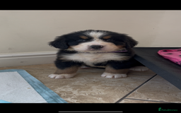 Bernese Mountain Dog dogs for sale: KC Reg Bernese Mountain Dog Puppies - Image 18