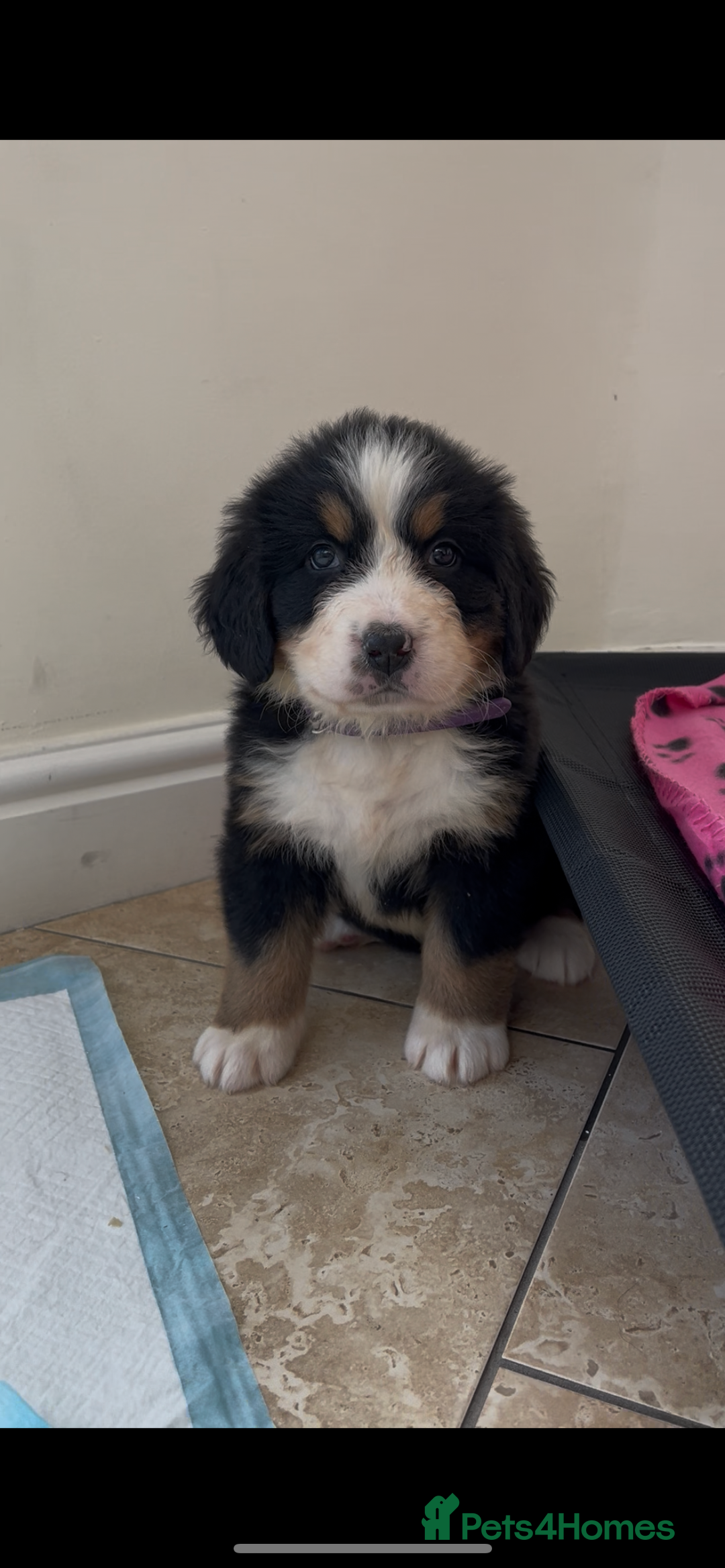 Bernese Mountain Dog dogs for sale: KC Reg Bernese Mountain Dog Puppies - Image 18