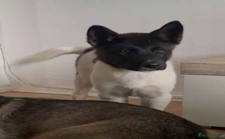 Akita dogs - Advert 10