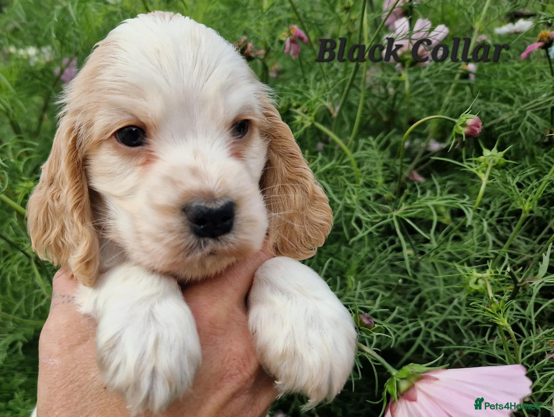 Cocker Spaniel dogs RKC Show English Cocker Spaniels - Advert 2
