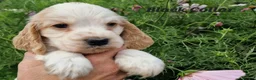 Cocker Spaniel dogs for sale: RKC Show English Cocker Spaniels - Advert 2