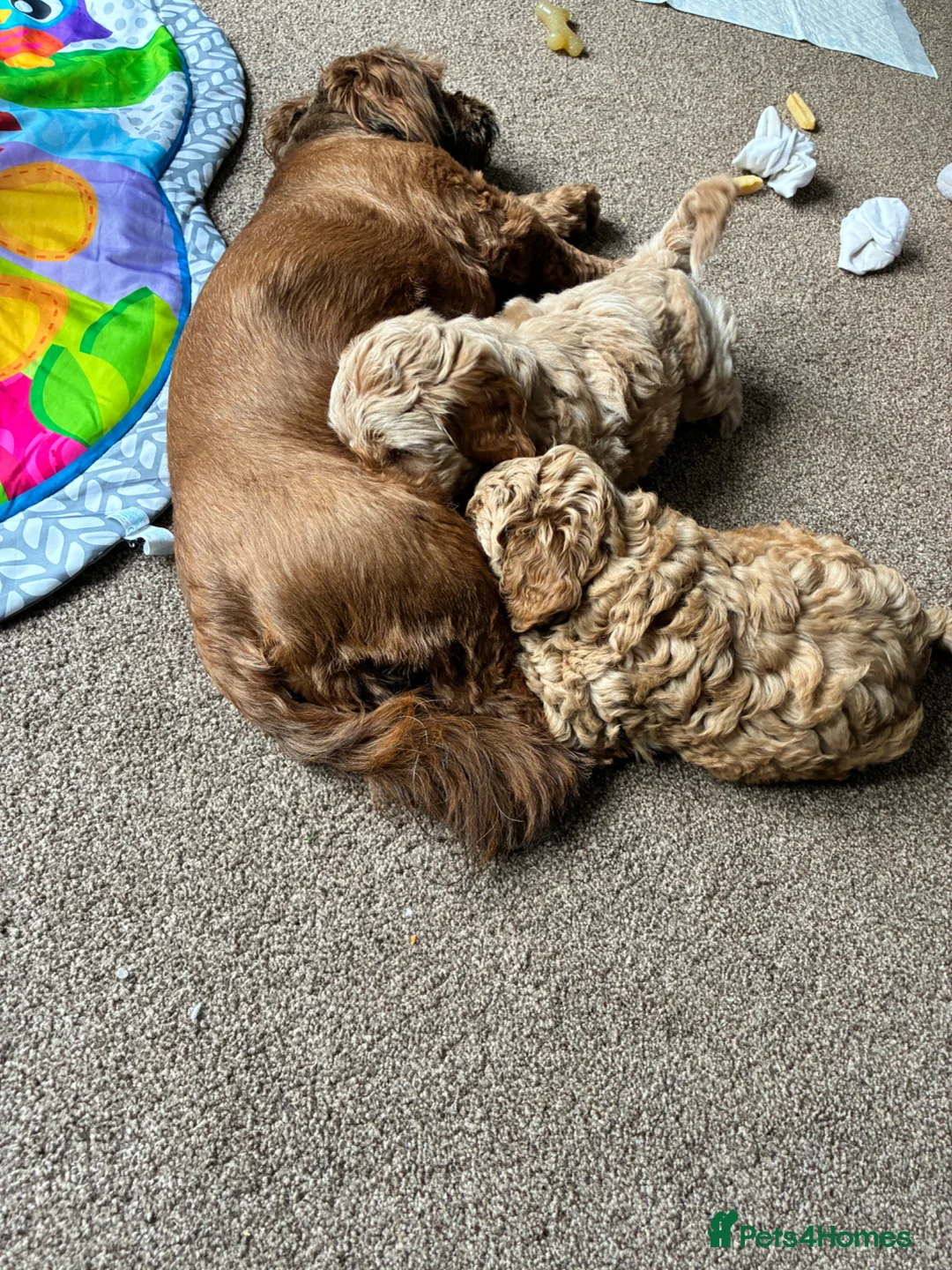 Cavapoo dogs for sale: Cavapoo pup in Rochdale - Advert 1